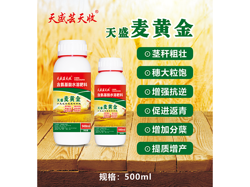 天盛麦黄金.png